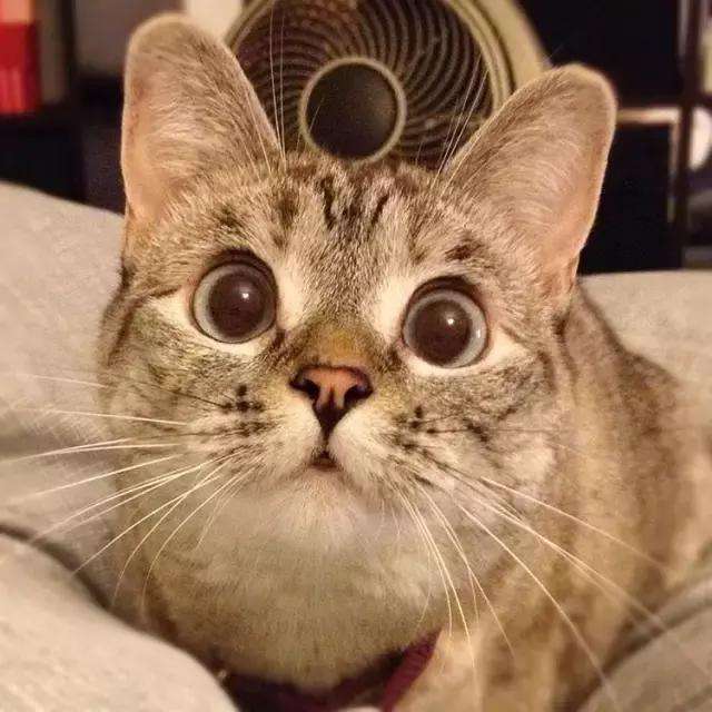 猫一天不吃不喝会拉屎,猫一天不吃东西没事吧