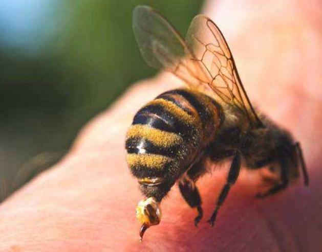 被蜜蜂蛰了头晕是正常现象吗,被蜜蜂蜇了头昏可以吃什么药