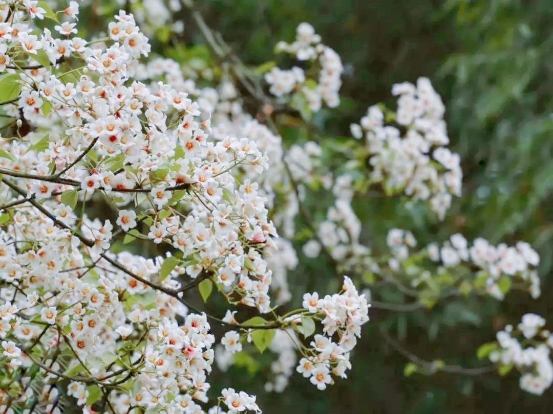 隐世原乡,又见桐花开。