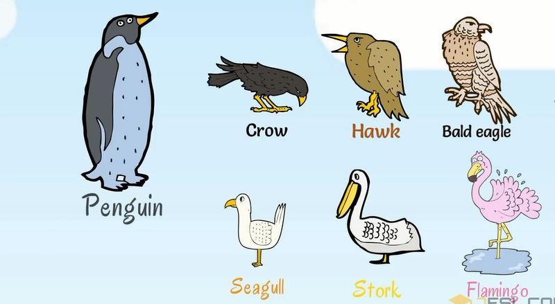 常见动物英语词汇大全,英语常见词汇大全表