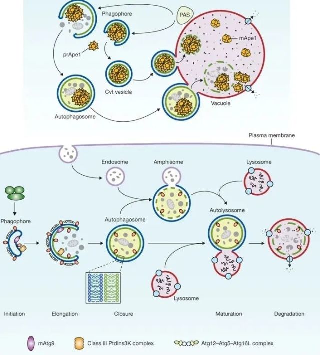 身体细胞死亡后怎么处理,人体怎么清除衰老细胞