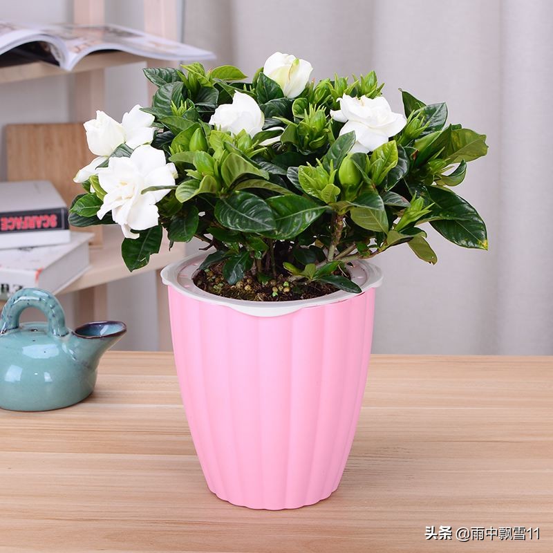 栀子黄叶怎么补救最快方法,栀子叶片发黄是什么原因引起的