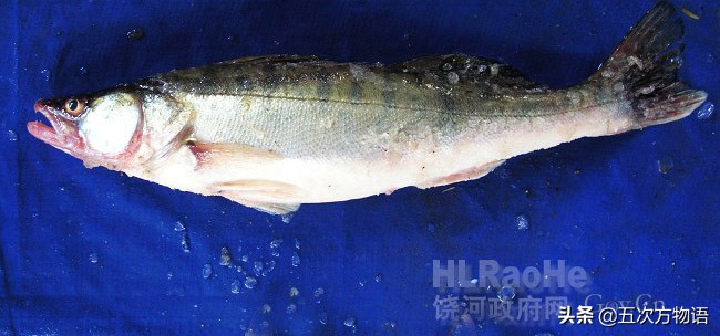 松花江名鱼三花五罗十八子,三花五罗十八子鳇鱼