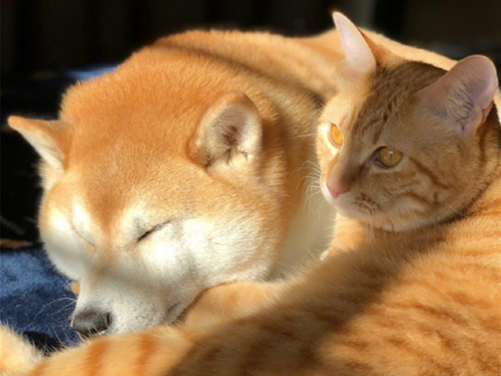 胖橘离奇暴瘦15斤,了解后才知,原是陪伴猫咪长大的柴犬过世了