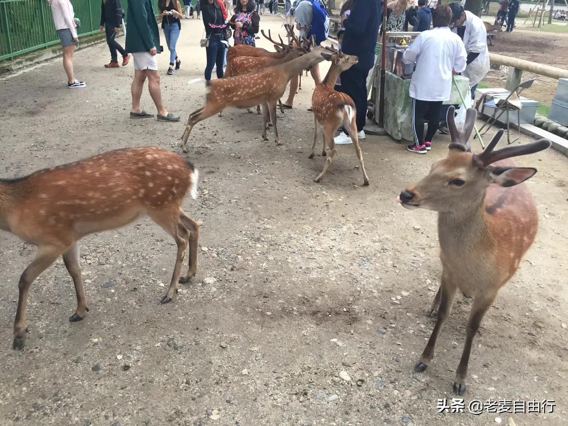 奈良小鹿日本游,日本奈良小鹿攻略