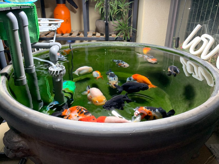 观赏鱼最好的硝化细菌,观赏鱼鱼缸硝化细菌放多少