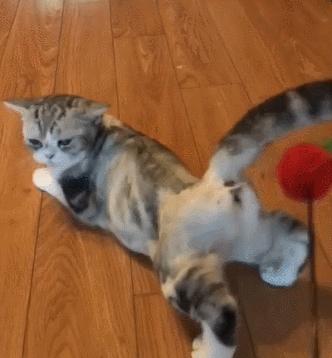 在家也可以给猫咪做体检,猫咪一般体检都有哪些项目