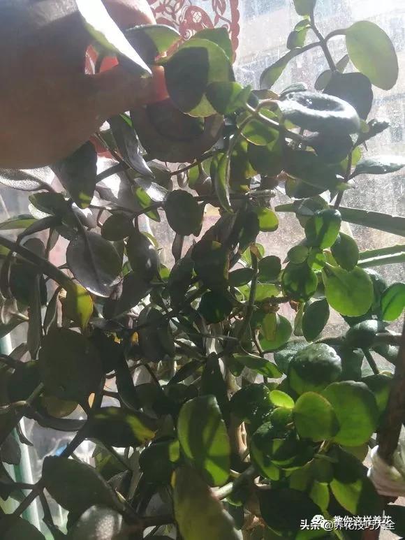 长寿花很多枝头怎么修剪变成老桩,长寿花2年了枝干长成老桩了