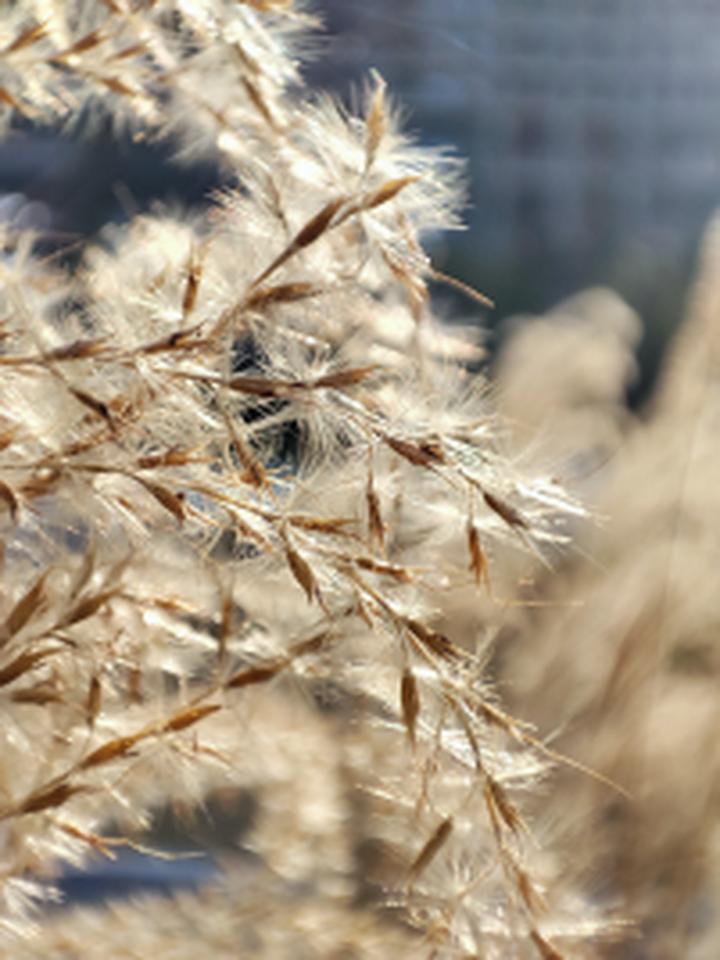 小米11拍照究竟如何——能打贵3000的iPhone12吗？