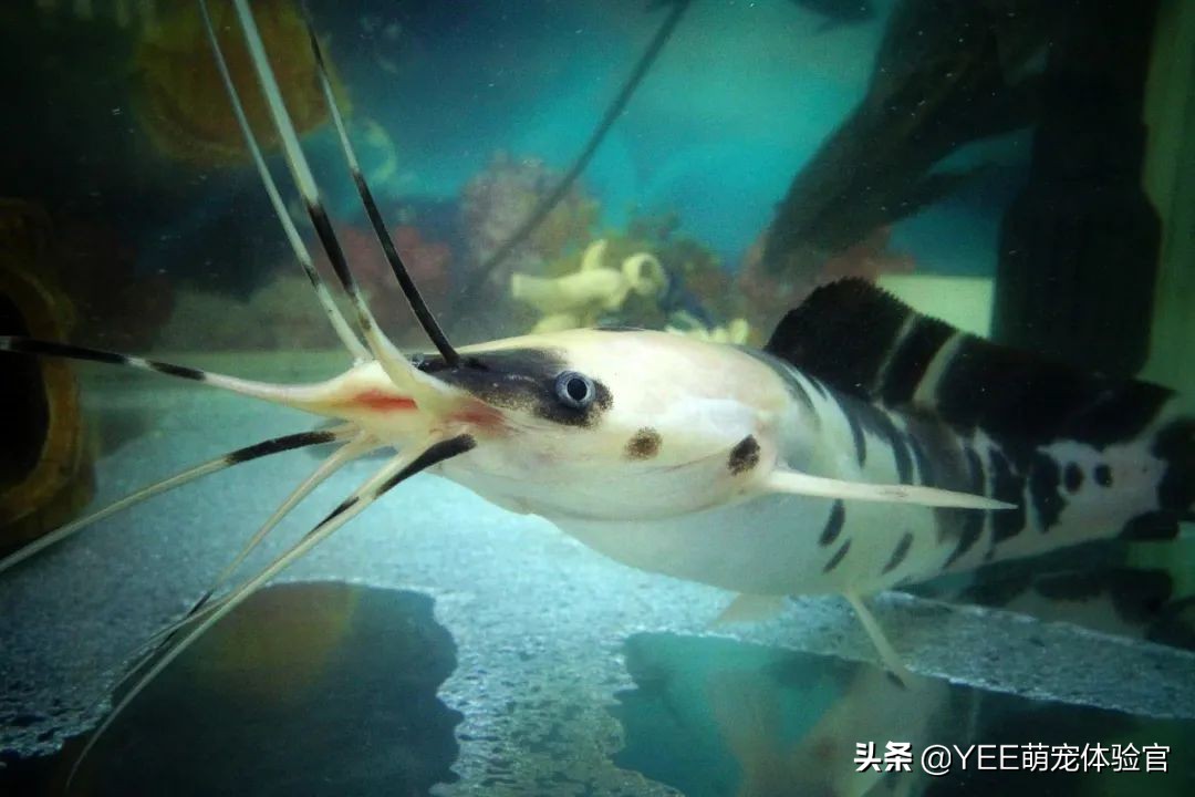 小丑武士鱼养的时候要注意什么,观赏鱼小丑武士什么状态比较正常