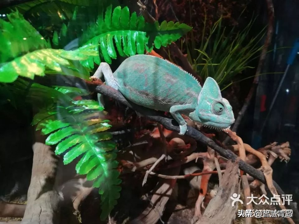 青岛威海烟台夏天哪个凉快,青岛夏季游玩攻略大全