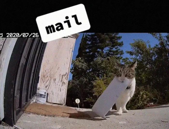 国外中国人遇到中华田园猫,中华田园猫在海外保护主人