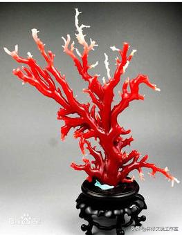 千年红的养护,千年红怎么保养