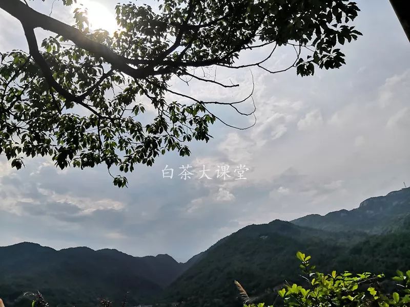 白茶究竟是什么?喜欢茶的你,这三点不妨多看