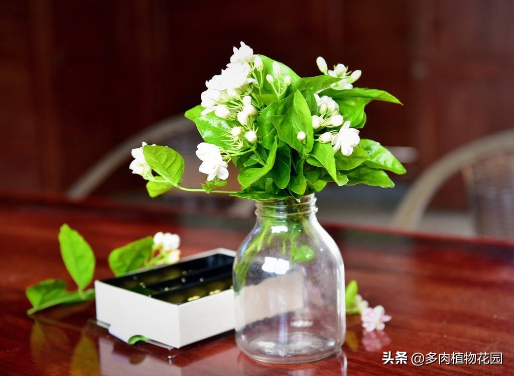 茉莉花叶子掉光初春怎样养护长叶,茉莉花黄叶怎么养护