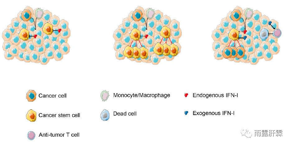干扰素对肿瘤细胞的影响,i型干扰素活化t细胞