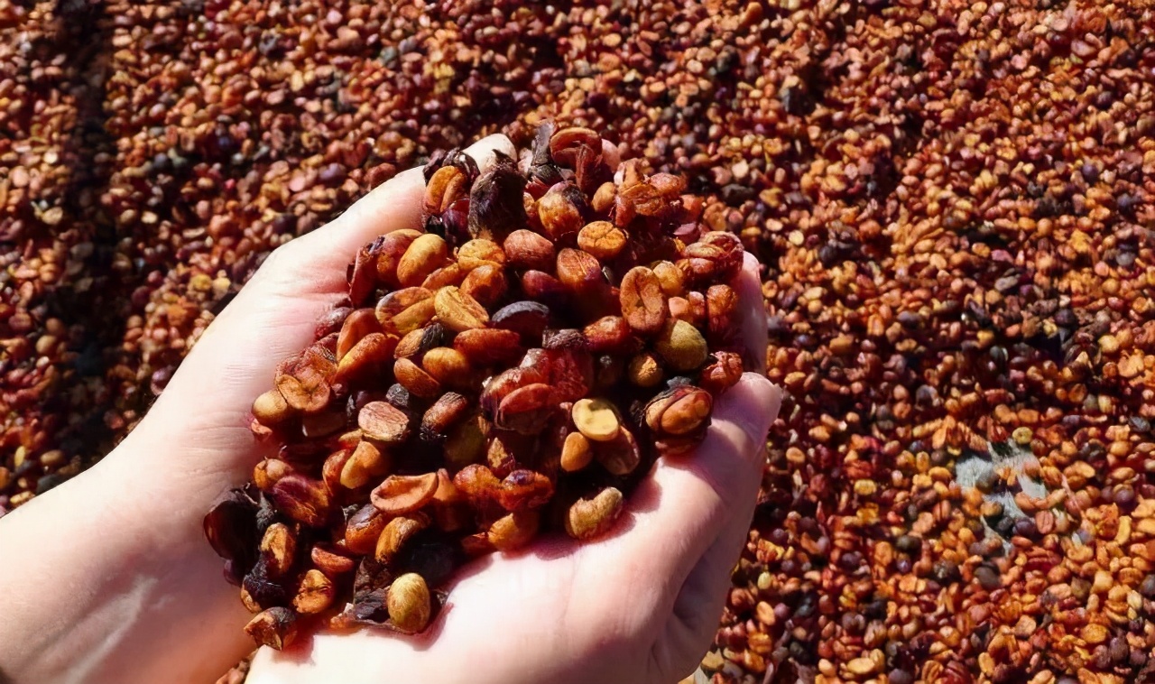 咖啡豆有多少种不同的制作方式,咖啡初学者入门认知咖啡豆