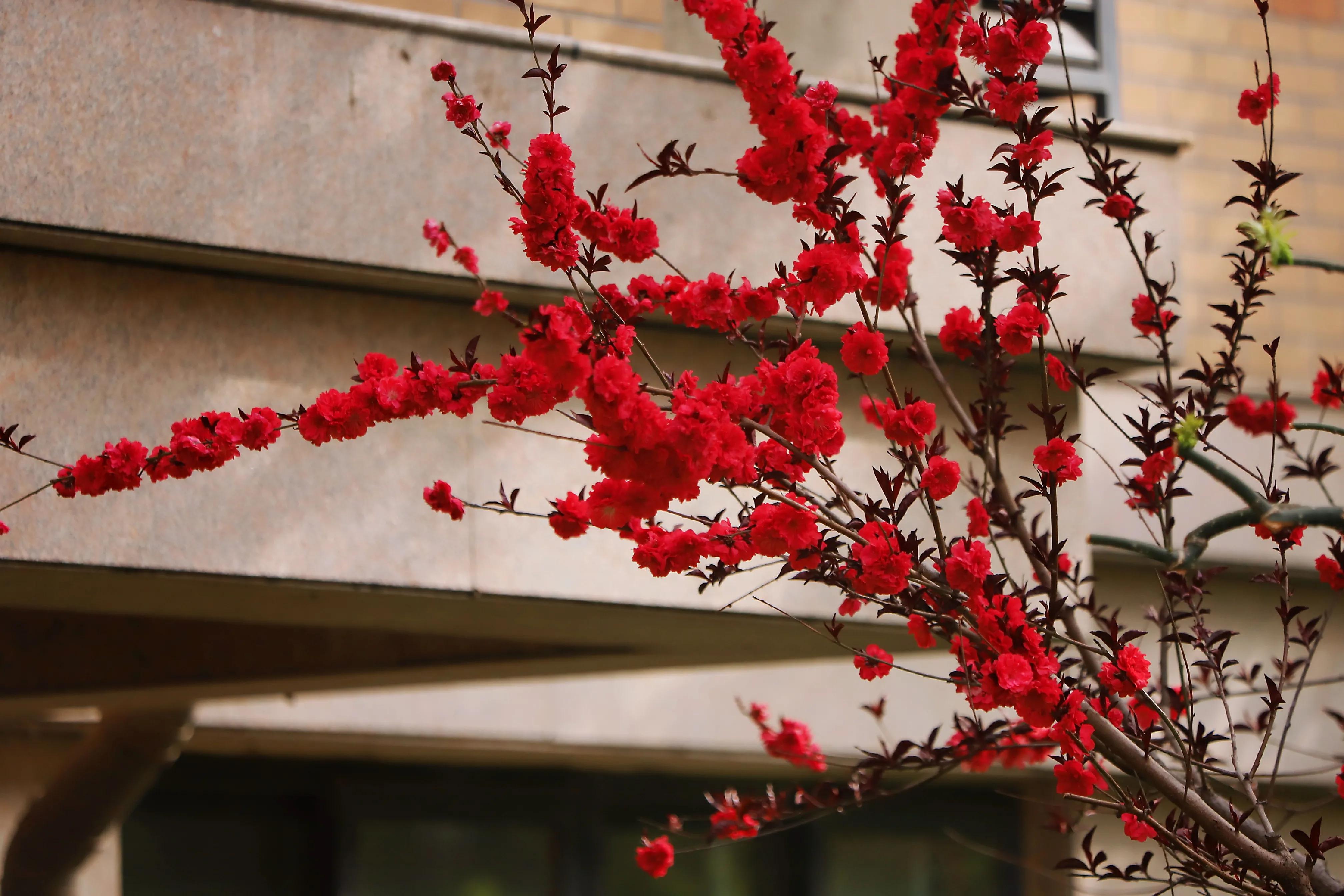 骏景花园116平米,骏景花园小区效果图