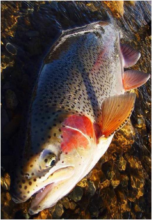 看图识海鲜，这些水产海鲜你都认识吗？