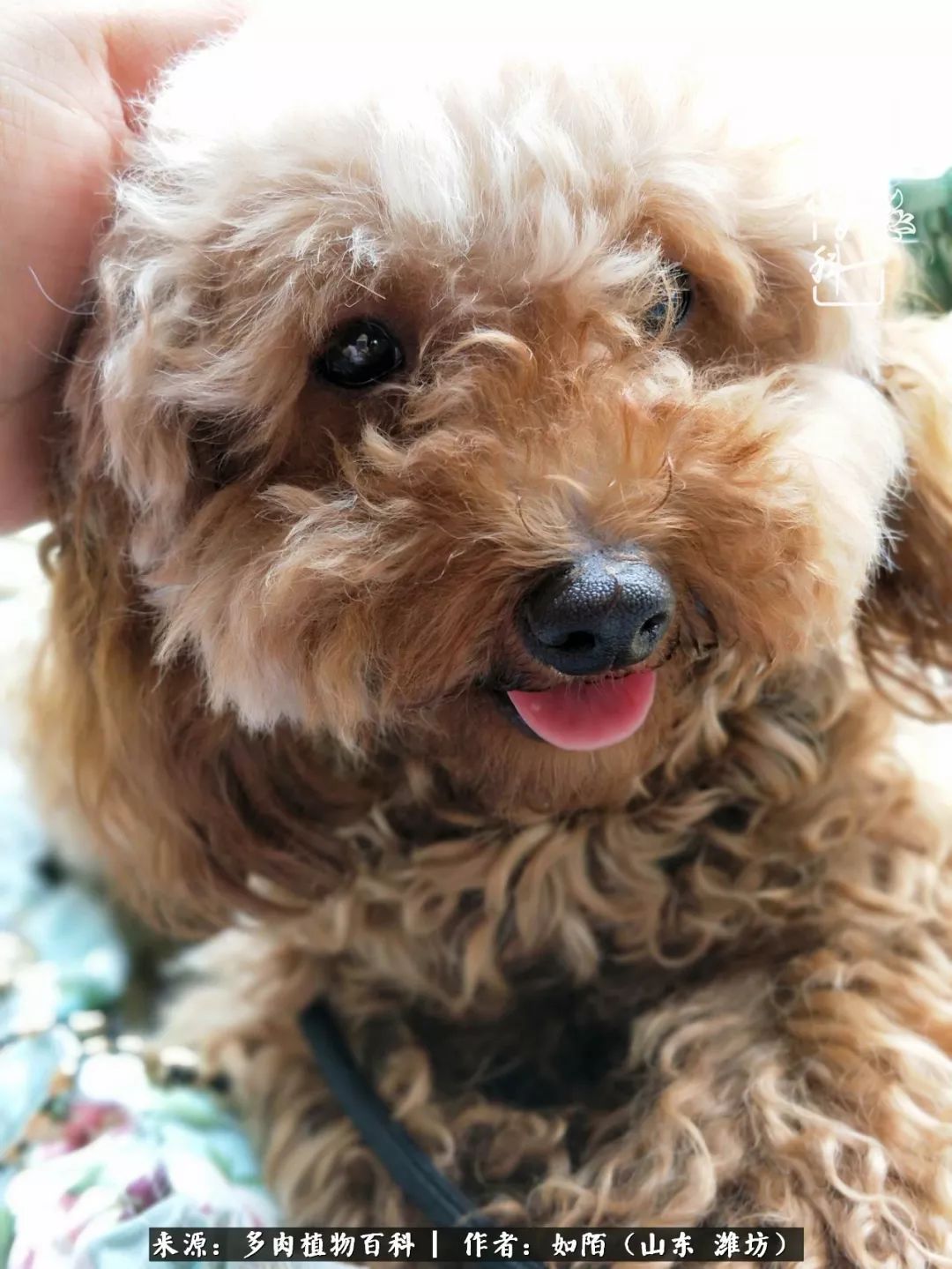 凤凰涅槃,浴火重生!多肉法师圣斗士们的秋天!(附养护经验)