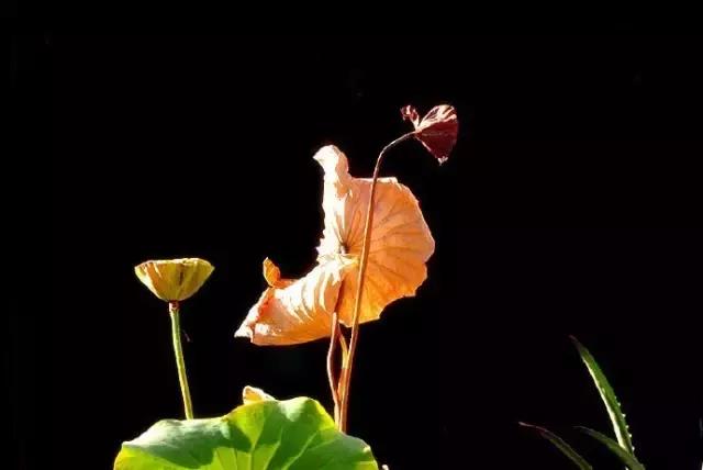 最经典的十首秋分诗词大全,秋分的优美诗词发朋友圈