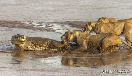 王者也会栽跟头——盘点在野生环境中杀死过成年老虎狮子的动物