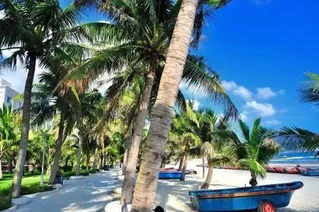 下川岛小帕劳,广东小帕劳