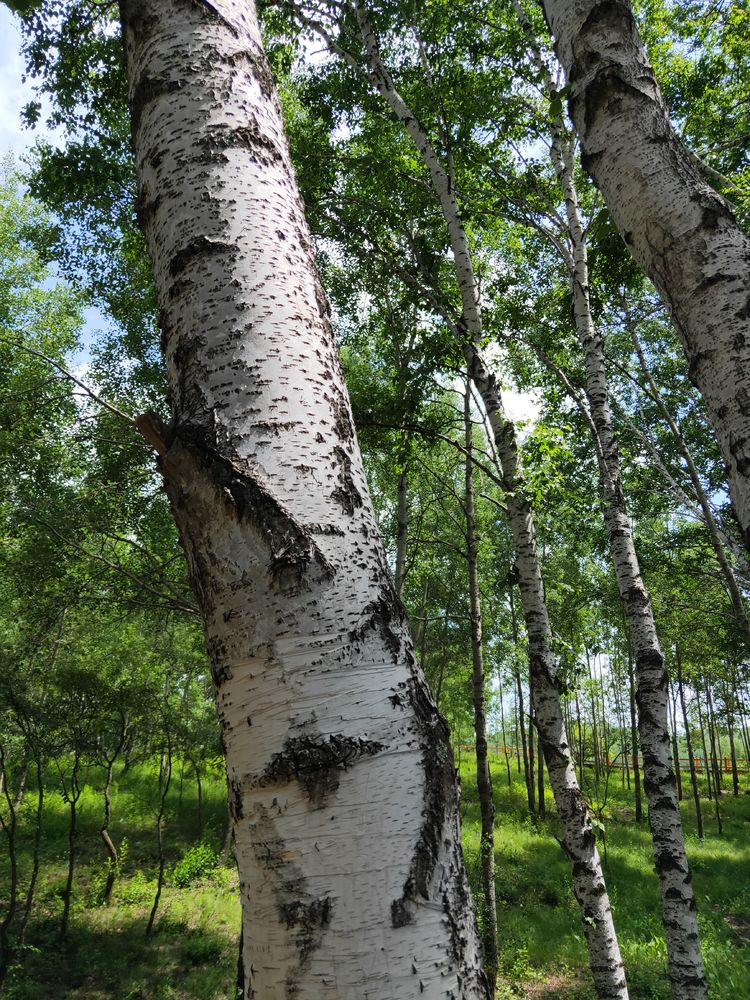 美丽的高岭塞罕坝,美丽的高岭朗诵