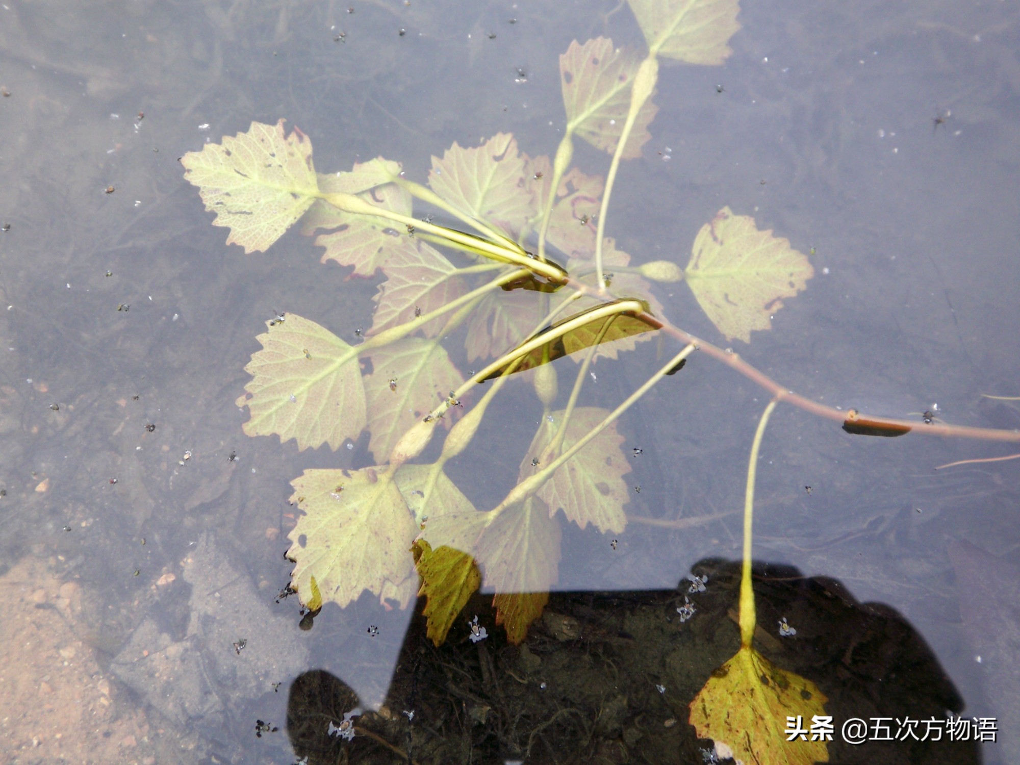 吃过菱角，却不知道菱角梗更好吃