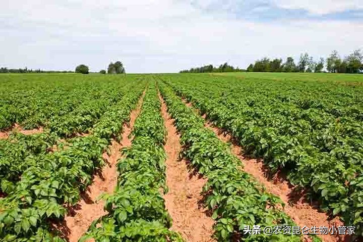 土豆根腐病用什么肥,土豆茎基腐病如何治愈