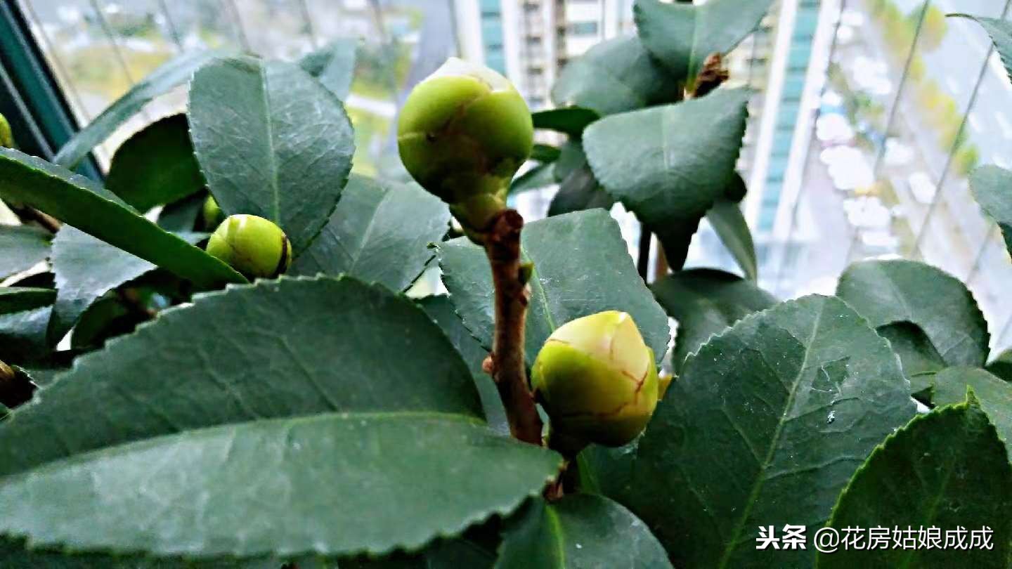 花盆里面有虫子怎么处理,君子兰花盆里有小白虫子怎么去除