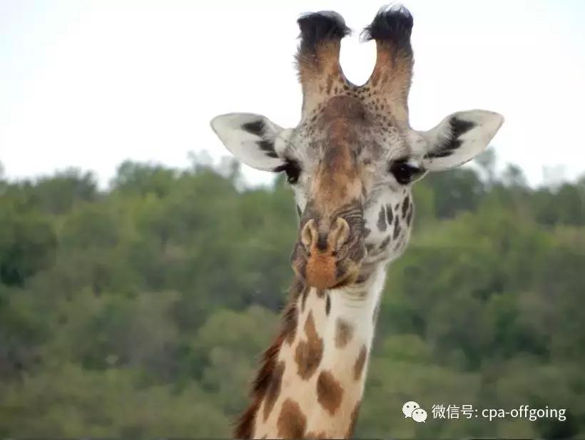 这个野奢的国度，欧美、日韩人都爱去，为何我们国家没人去？