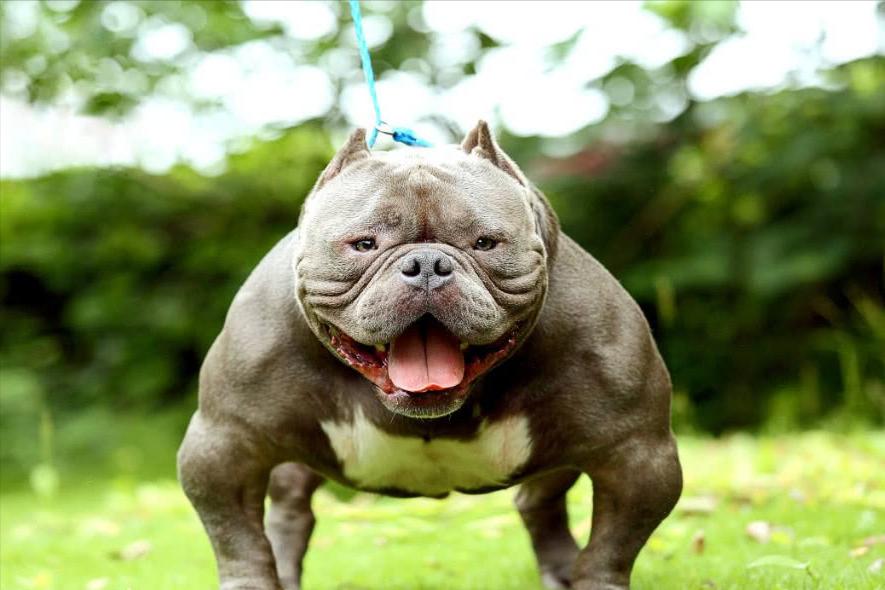 加纳利犬十大猛犬,加纳利犬真的是杀人犬吗