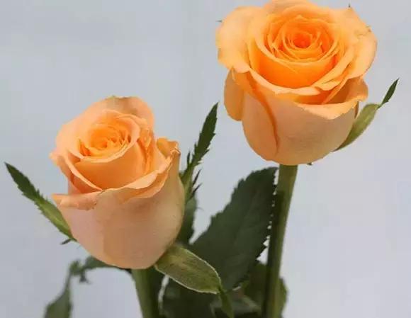 玫瑰大全|说到玫瑰只能想到红玫瑰的,建议你好看看本文!