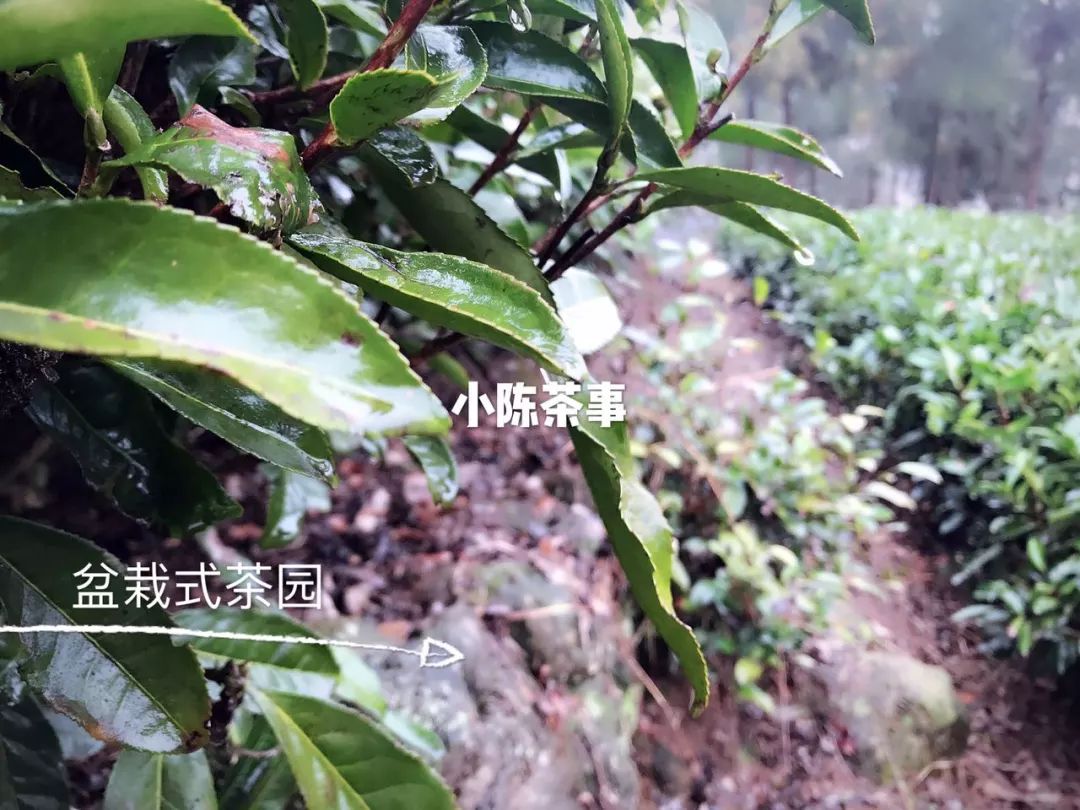 白茶怕水淹吗,白茶怕寒吗白茶怕高温吗