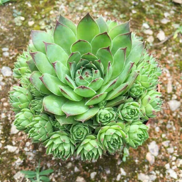 种植花卉有哪些用途呢,家庭养花什么花有毒