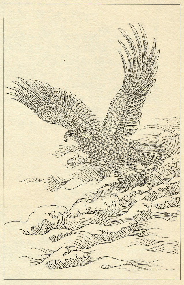 白描鹰技法基础入门,工笔画素材白描鹰图漂亮