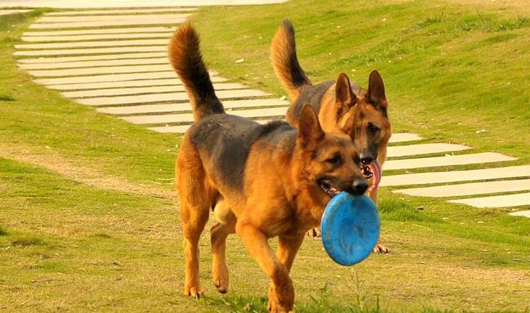 犬窝咳狗狗不吃不喝怎么办,狗狗得了犬窝咳可以带它出门吗