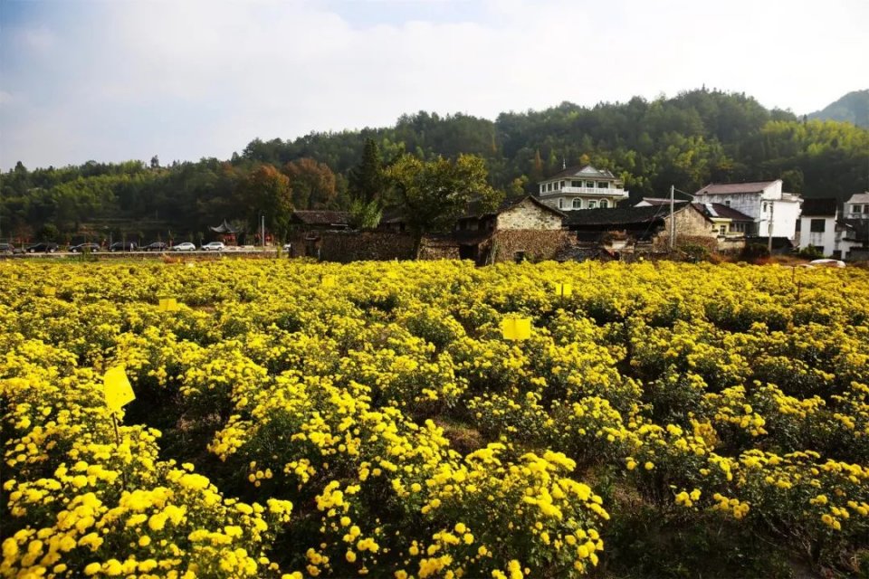 千年古村探幽视频,青田古村落游攻略