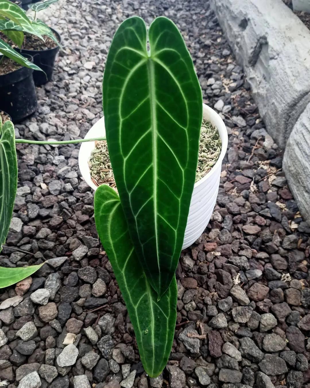 10片叶子的绿植,室内绿植盆栽一元