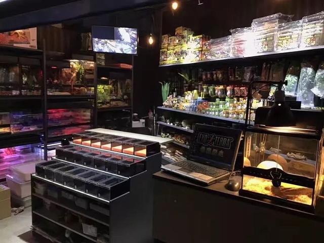 东北老铁卖车,东北老铁卖活猪