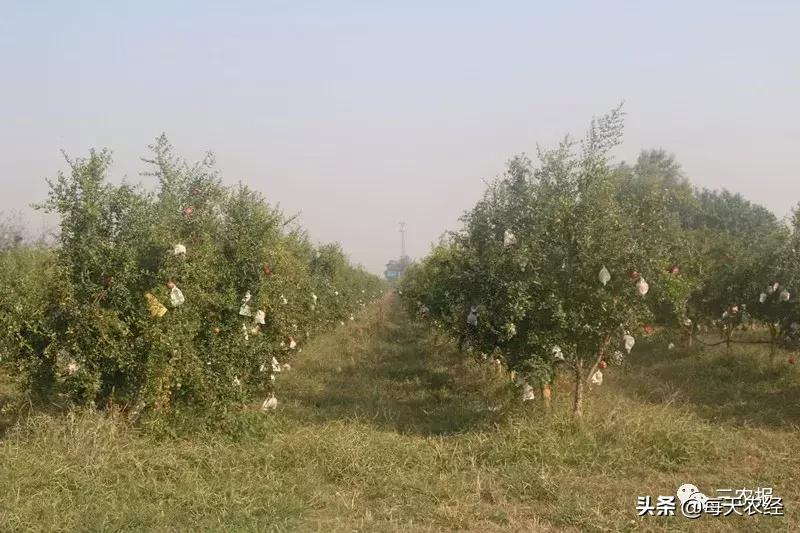 软籽石榴修剪方法视频,软籽石榴幼树整形修剪