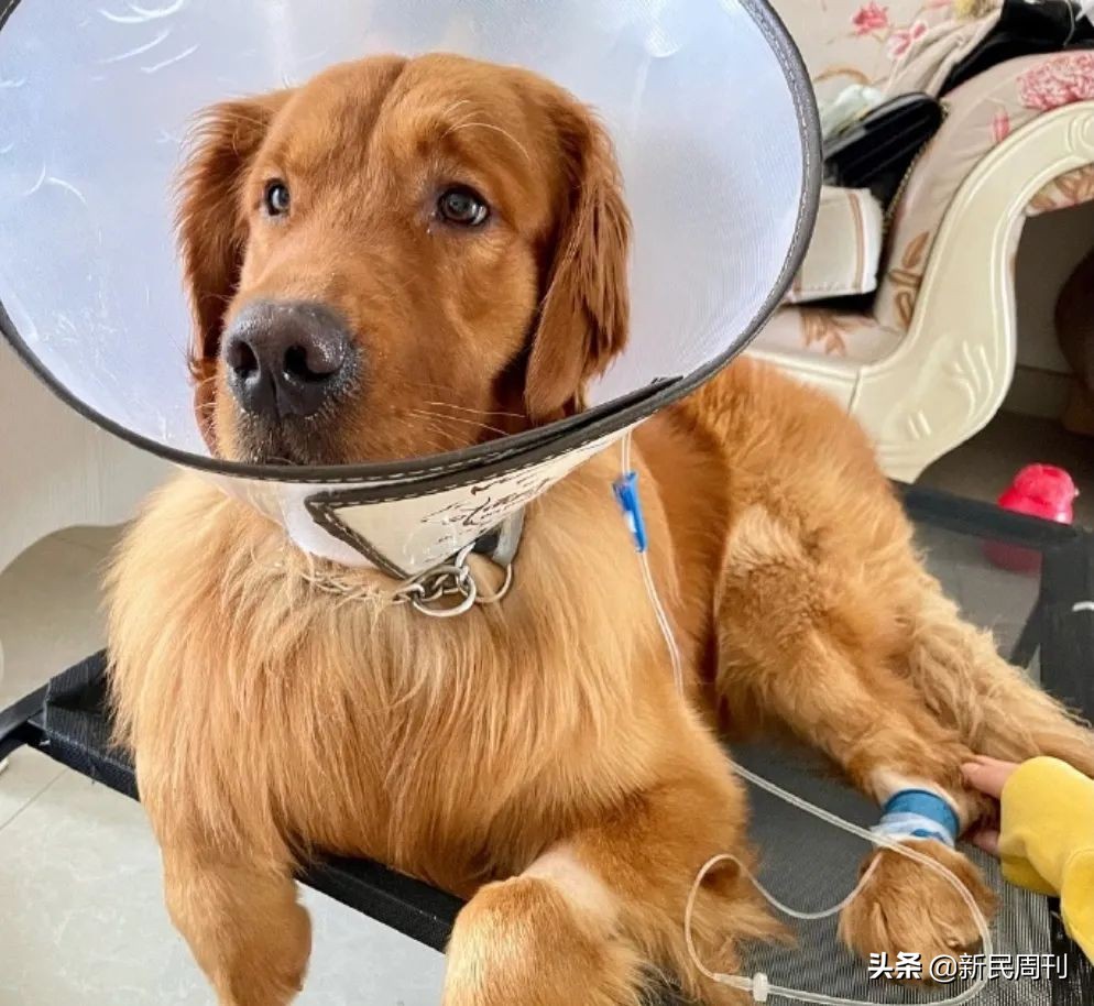 空运金毛死了,托运被热死的金毛