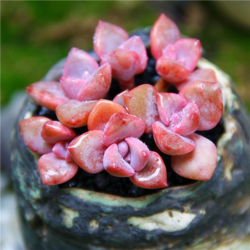 100种常见多肉植物图鉴收藏,1000种多肉植物图鉴及名字