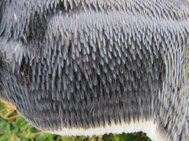 人体的毛发有什么医学意义吗,身体下面的毛发什么作用