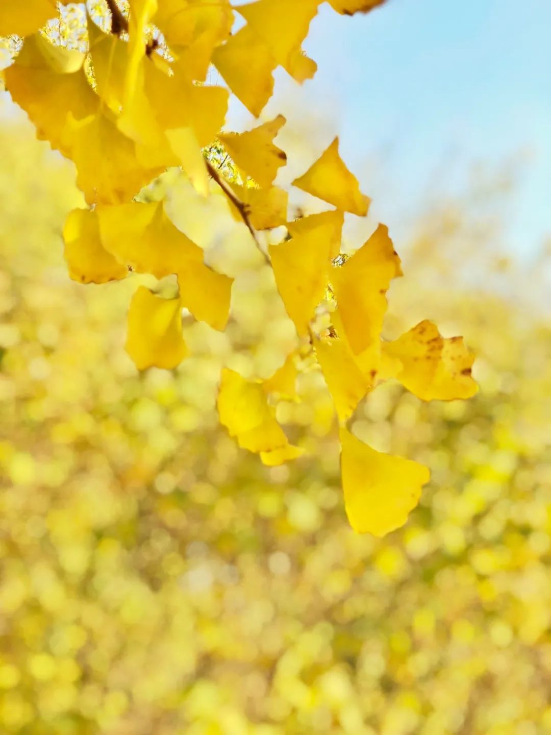 黄了！山东爆火的“银杏林”，千余亩的曼妙绝伦，只等你来！