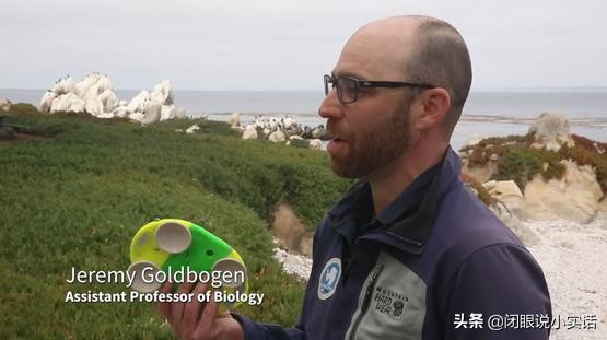 蓝鲸的心跳有多慢,蓝鲸的心跳可低至每分钟2次潜水