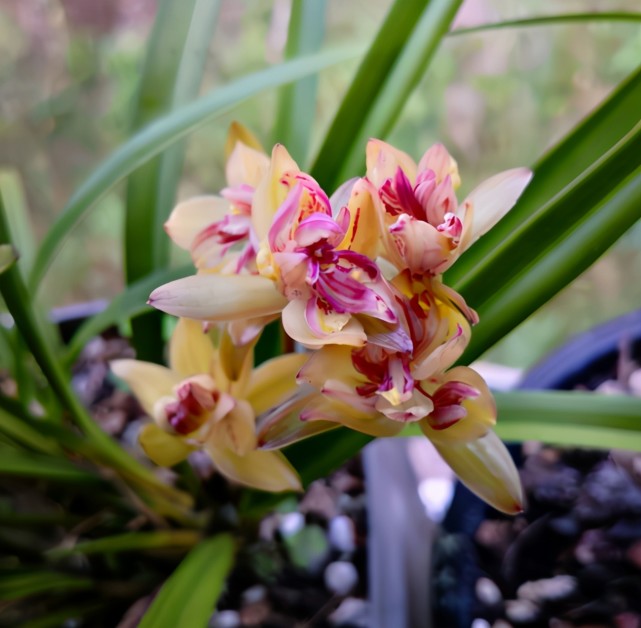 值钱的兰花和不值钱的兰花的区别,最贵的兰花价格多少钱一苗