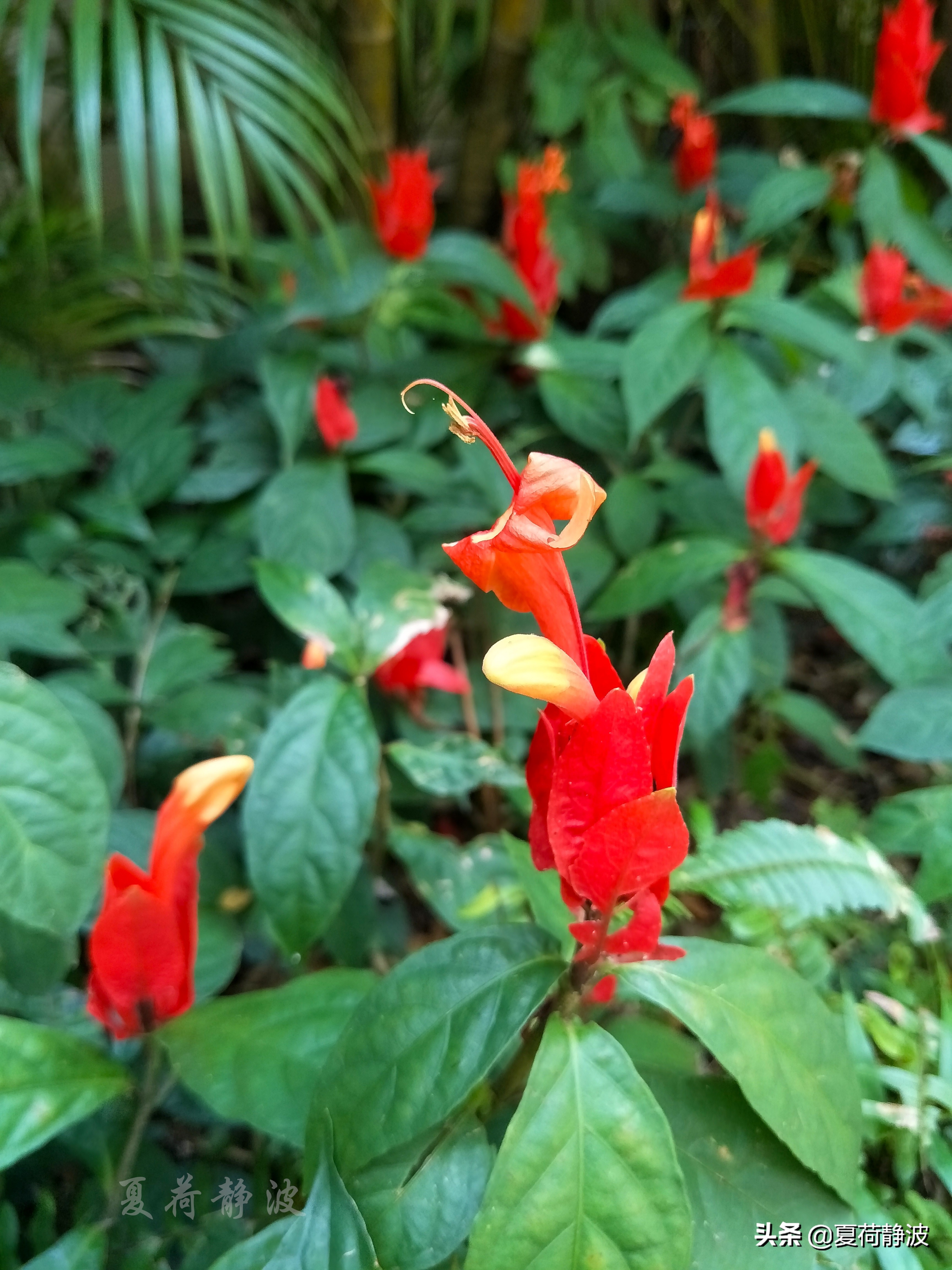 兴隆热带植物园攻略,万宁兴隆热带植物园