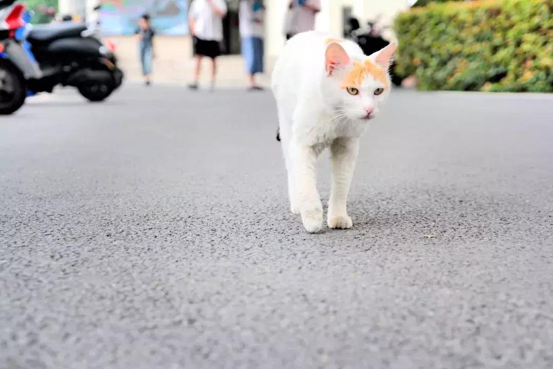武昌这所低调的大学坐拥一线江景,教学楼窗外就是黄鹤楼